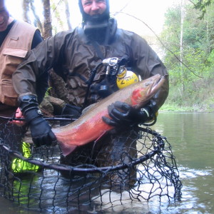 steelhead caught for breeding at hatchery